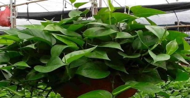 吊兰可以地栽吗?地栽吊兰的注意事项有哪些?