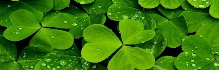 三叶草花语的含义与传说（探索幸运与希望的象征——三叶草的花语）