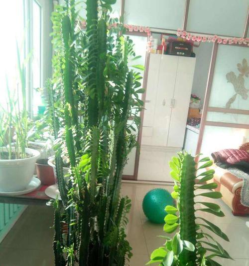 龙骨花冬天掉叶子正常吗?如何应对? 龙骨花冬天掉叶子正常吗?如何应对?