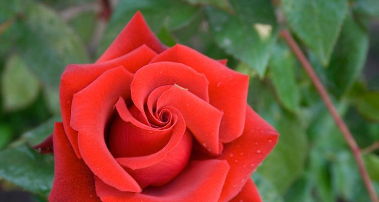 月季（绽放在心灵深处的娇艳之花）