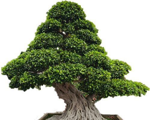 庭院种榕树好吗?榕树种植的利弊有哪些? 庭院种榕树好吗?榕树种植的利弊有哪些?