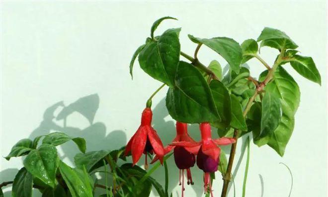 倒挂金钟不开花怎么办?如何促进开花?