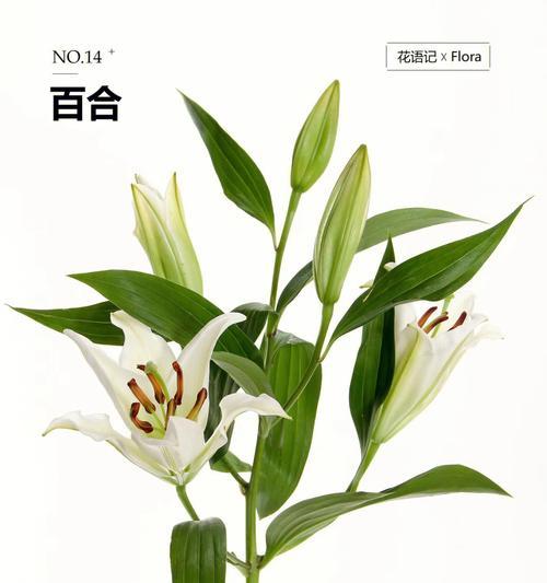 黄百合花语与其象征意义的探索（探究黄百合花语及其象征的深层含义）