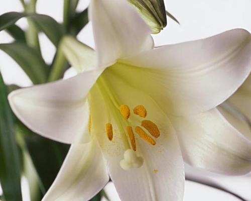 白百合的花语与传说（探秘白百合的美丽寓意）