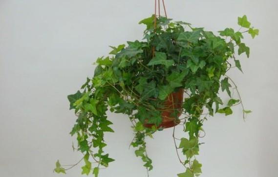 常春藤室内养护需要注意什么?室内养常春藤有哪些好处?