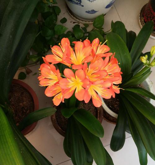 以君子兰开花的寓意与好兆头（揭示君子兰盛开的美丽之谜）