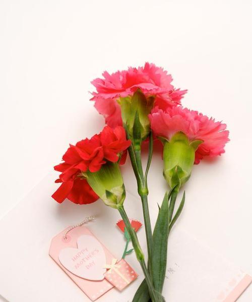友谊长存，如花绽放（以花言巧语传递永恒友谊之情）