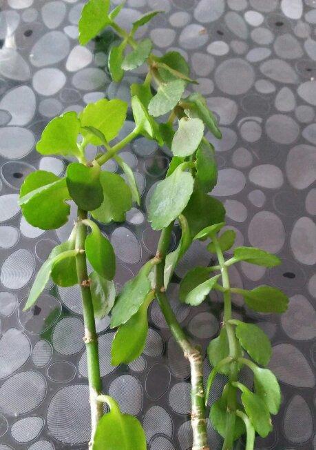 鸡毛菜徒长了怎么办？如何有效控制和管理？