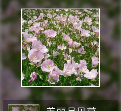 以月见草的花语和传说（揭秘以月见草的神奇之处）
