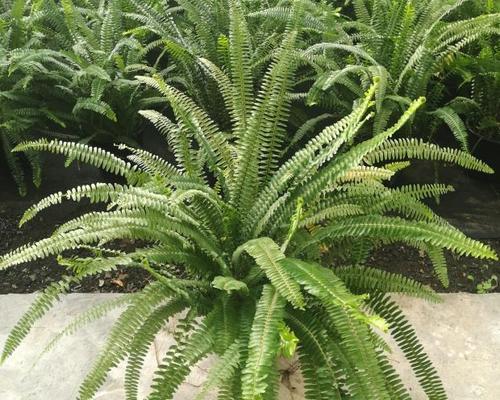 肾蕨是什么植物？它的特点和养护方法有哪些？