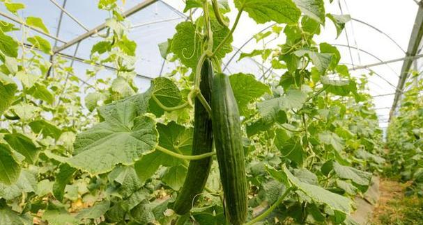 黄瓜夏天可以种吗？适合夏季种植的黄瓜品种有哪些？