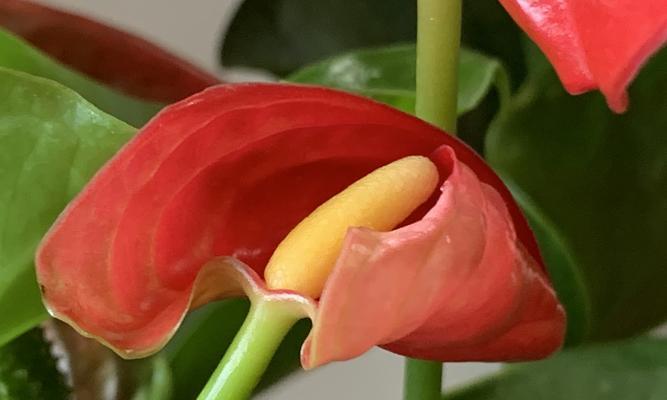 红掌花的花语和象征(揭示红掌花背后的寓意与意义)