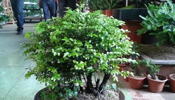 小叶紫檀开花时间是什么时候?开花后是什么样的花? 小叶紫檀开花时间是什么时候?开花后是什么样的花?
