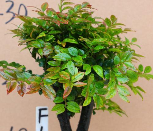 小叶紫檀开花时间是什么时候?开花后是什么样的花?