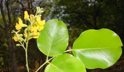 小叶紫檀开花时间是什么时候?开花后是什么样的花? 小叶紫檀开花时间是什么时候?开花后是什么样的花?