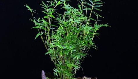 竹子的人生智慧与品质（坚韧不拔）