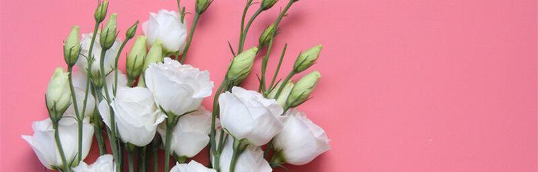 桔梗花的花语与传说（传承千年的花朵之谜与美丽）