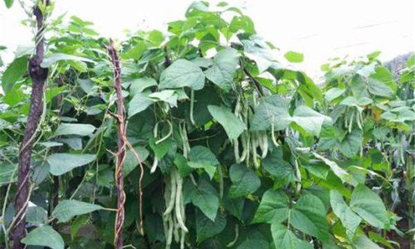 四季豆种子怎么种植？种植四季豆有哪些常见问题？