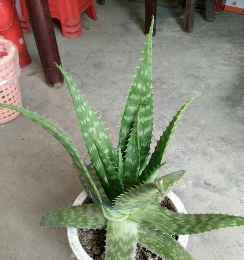 芦荟的象征意义与传统应用(探索芦荟的神奇力量和多元化用途)