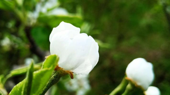 梨花之舞（梨花花语的意义与传承）