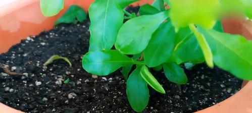 蓝雪花换盆后多久浇水一次?换盆后浇水的正确时机是什么?