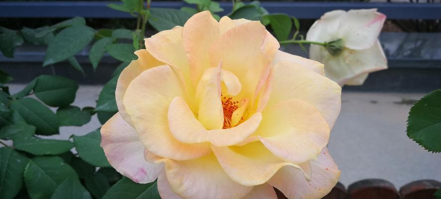 月季花语与象征意义的探索（用花语传达心意）