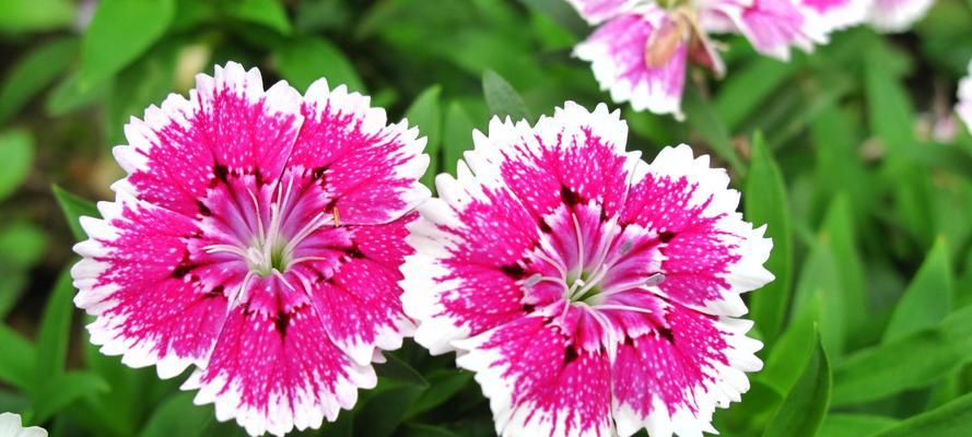 石竹花的寓意与象征意义(探究石竹花在文化中的重要地位)