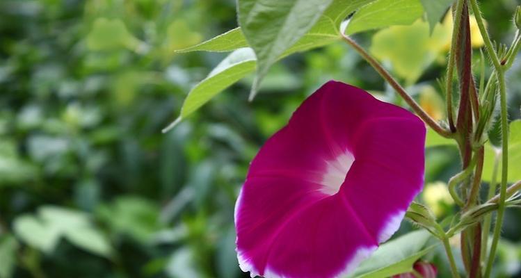 牵牛花是单性花还是双性花?如何区分牵牛花的性别特征?
