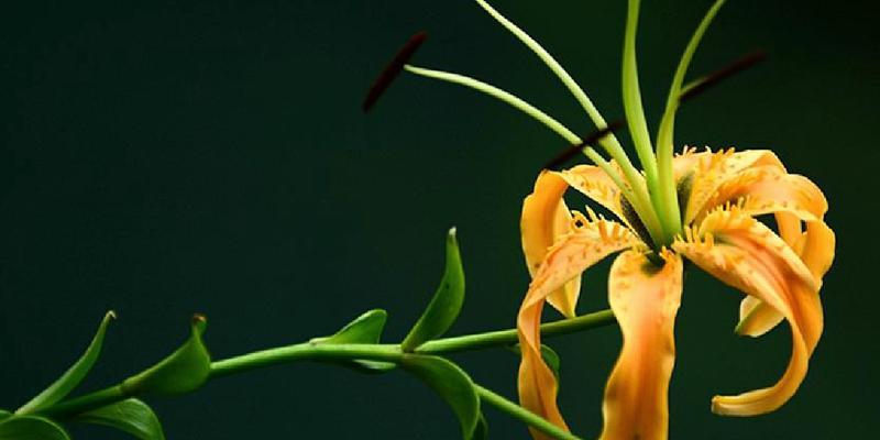 百合花的花语与寓意(传递真挚与纯洁的花朵-百合)