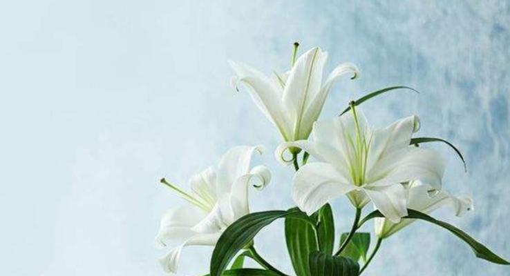 百合花的花语与寓意(传递真挚与纯洁的花朵-百合) 百合花的花语与寓意(传递真挚与纯洁的花朵-百合)