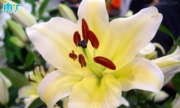 百合花的花语与寓意(传递真挚与纯洁的花朵-百合) 百合花的花语与寓意(传递真挚与纯洁的花朵-百合)