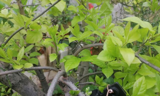 老鸦柿叶子卷曲是什么原因？如何处理？