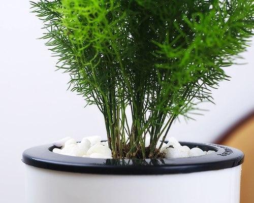 蓬莱松室内养护可行吗？如何正确种植蓬莱松？