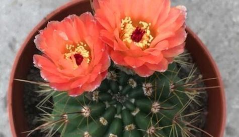 仙人球一年通常开几次花？开花周期和条件是什么？