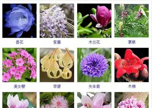 仙人球一年通常开几次花？开花周期和条件是什么？