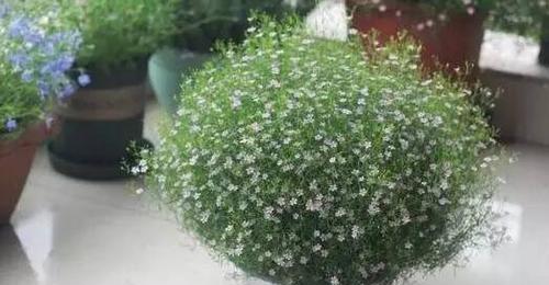 满天星多久需要浇水一次？如何正确浇水？