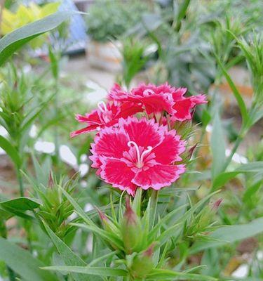 石竹花的花语与生命之美(探寻石竹花背后的深意与情感)