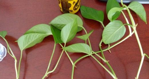 水养绿萝叶子发黄怎么办?如何快速恢复绿萝健康?