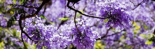 蓝花楹花语（探寻蓝花楹所传递的情感和寓意）