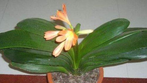 以君子兰花语花期为主题的探索与领悟（从花期的延续到生命的意义——君子兰的成长之旅）