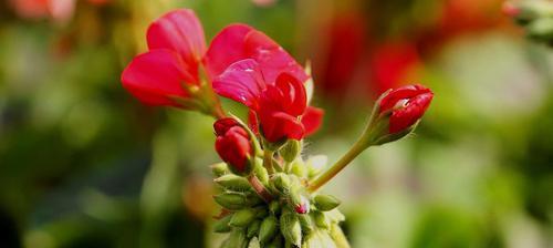 天竺葵（传递爱与希望的鲜花）