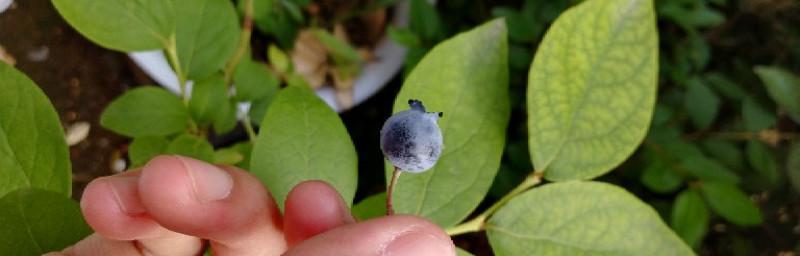 蓝莓多长时间浇一次水？如何正确掌握浇水频率？