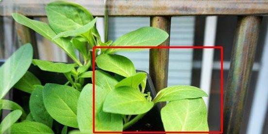 网纹草摘心打顶的最佳时机是什么时候？具体操作步骤有哪些？