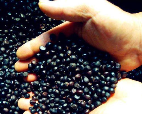 牡丹花种子播种的最佳时机是什么时候?播种后需要注意什么?