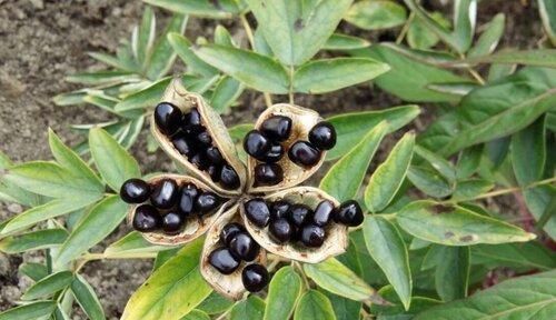 牡丹花种子播种的最佳时机是什么时候？播种后需要注意什么？