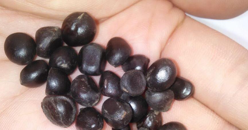 牡丹花种子播种的最佳时机是什么时候？播种后需要注意什么？