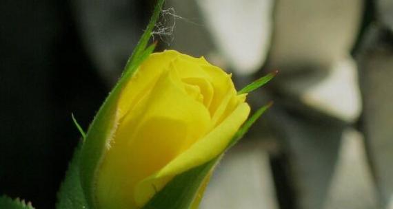 黄玫瑰的花语(传递阳光)