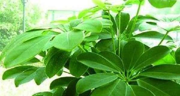 鸭脚木多久浇一次水？如何判断其浇水频率？