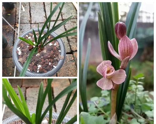 兰花（探寻兰花之美与花语）