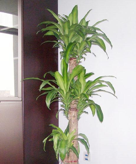 巴西木一盆种几株最好?种植巴西木的正确数量是多少? 巴西木一盆种几株最好?种植巴西木的正确数量是多少?